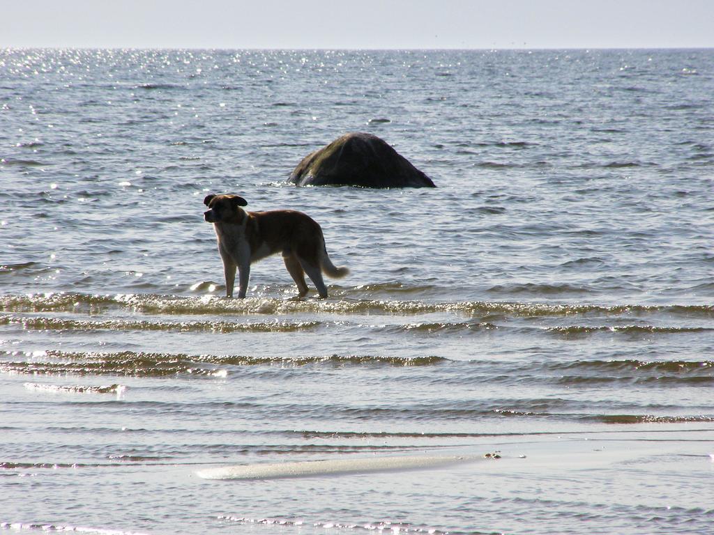 Willa Treimani Puhkemaja Pokój zdjęcie